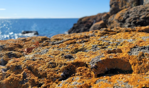 Close-up of textured rock covered in orange lichen, with a sparkling blue ocean in the background under a clear sky.