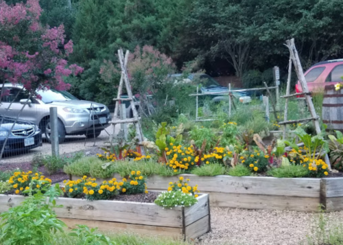 A community garden with raised beds filled with flowers and vegetables, surrounded by greenery and parked cars in the background.