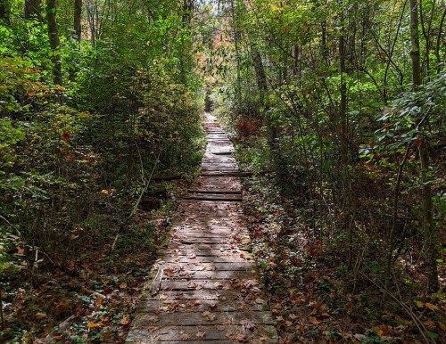 A wooden path winding through a lush, green forest with autumn leaves scattered on the ground.