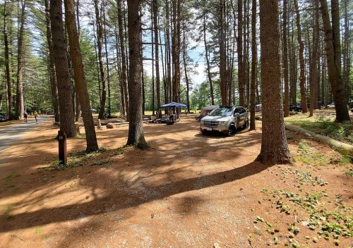 A campsite surrounded by tall trees, featuring a picnic area, a tent, and a parked car on a gravel path.