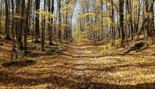 A serene forest path covered in autumn leaves, surrounded by trees with golden foliage under a clear blue sky.