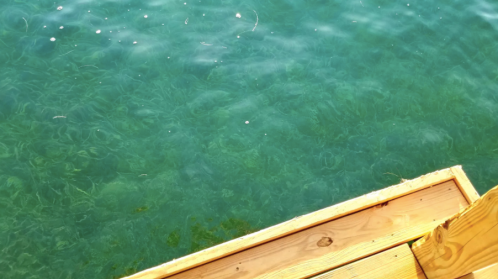 A wooden dock extends over clear turquoise water, revealing underwater plants and gentle ripples.