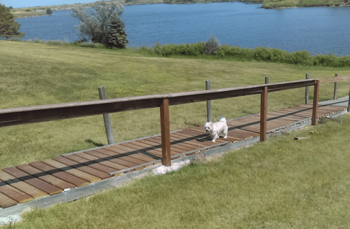 A small dog walks along a wooden path by a lake, surrounded by green grass and trees.