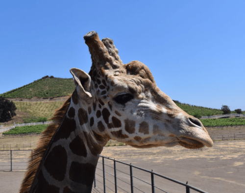 A close-up of a giraffe's head against a clear blue sky and green vineyard hills in the background.