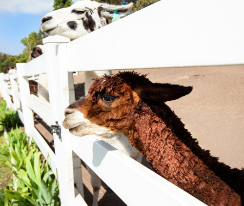 A brown llama and a white sheep peering over a white fence, surrounded by greenery.
