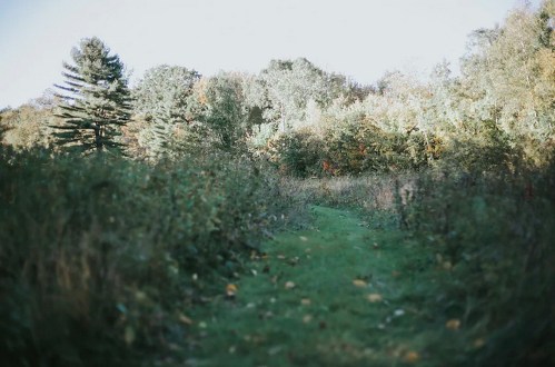 A winding path through a lush, green field surrounded by trees and autumn foliage.