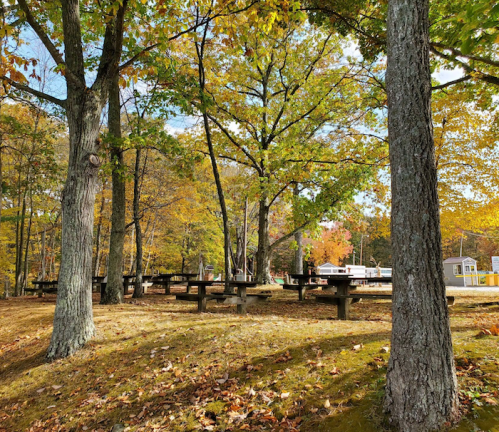 A serene park scene with picnic tables under colorful autumn trees and a clear blue sky.