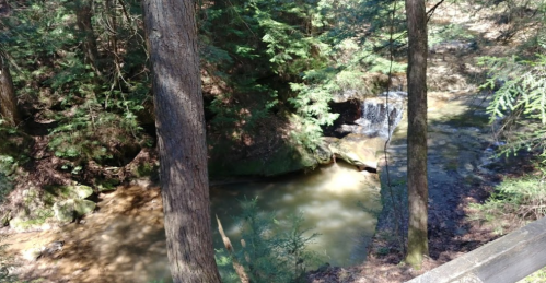 A serene forest scene featuring a small waterfall flowing into a calm pool, surrounded by lush greenery and tall trees.