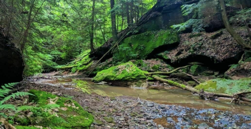 A serene forest scene with moss-covered rocks, a small stream, and lush greenery surrounding a rocky landscape.