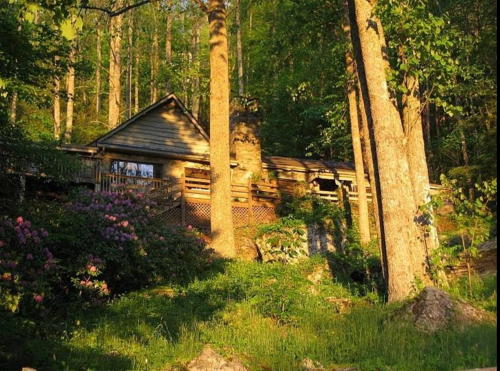 A rustic cabin nestled among tall trees and vibrant greenery, surrounded by blooming flowers in a serene forest setting.