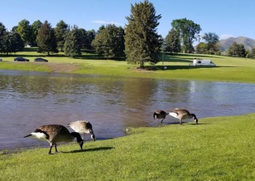 Four geese forage by a calm lake, with trees and a camper visible in the background on a sunny day.