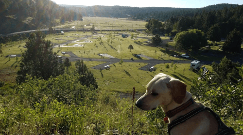 A dog sits on a hillside overlooking a grassy park with winding paths and trees in the background.