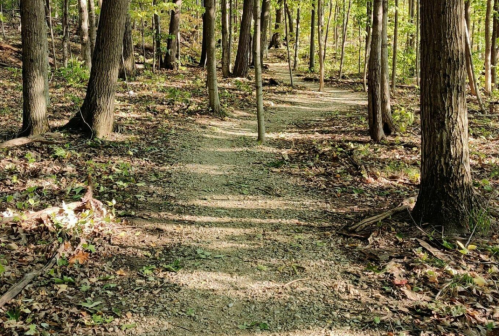 A winding gravel path through a lush green forest, surrounded by tall trees and scattered leaves.
