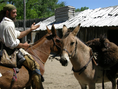 A man in historical attire gestures while riding a brown horse next to a light-colored donkey with a pack saddle.