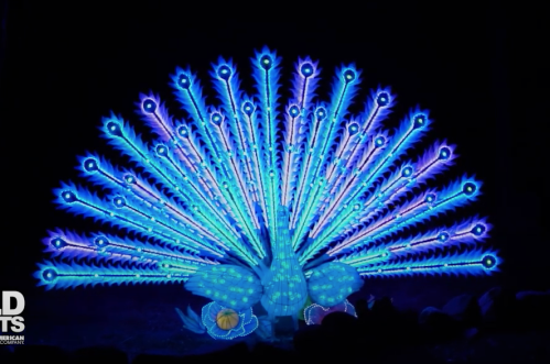 A vibrant, illuminated peacock with a colorful fan of feathers displayed against a dark background.