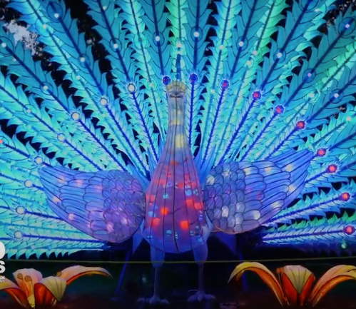 A vibrant, illuminated peacock with colorful feathers displayed against a dark background.