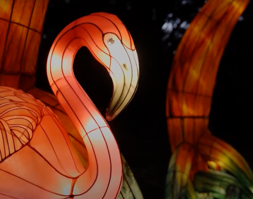 Colorful illuminated lanterns shaped like flamingos, glowing softly against a dark background.