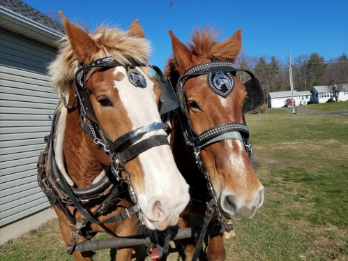 Two brown horses with harnesses stand side by side in a grassy area, under a clear blue sky.