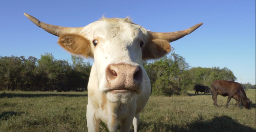 A close-up of a white cow with large horns, standing in a grassy field under a clear blue sky.