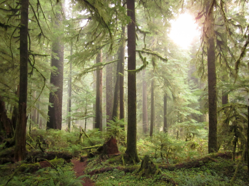 A misty forest with tall trees, lush greenery, and soft light filtering through the foliage.
