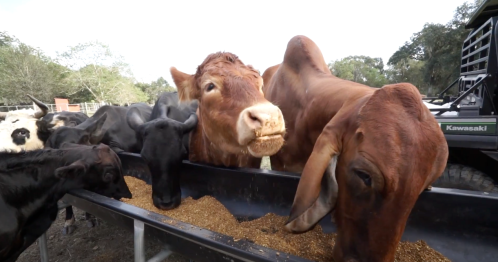 Cows feeding from a trough, with a mix of brown and black cattle in a farm setting.
