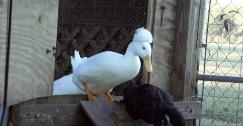 A white duck with a fluffy crest steps out of a coop, while a black duck stands nearby on the ramp.