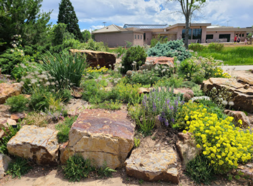 A vibrant garden with colorful flowers and large rocks, set against a backdrop of greenery and a building.