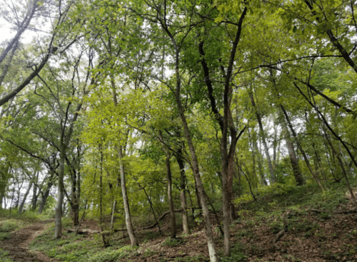 Lush green trees in a forest, with a mix of tall trunks and dense foliage under a cloudy sky.
