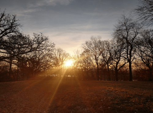 Sunset behind silhouetted trees, casting warm light over a grassy area.