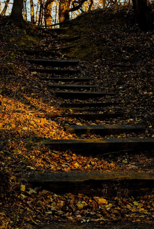 A winding staircase through a forest, surrounded by autumn leaves and dappled sunlight.