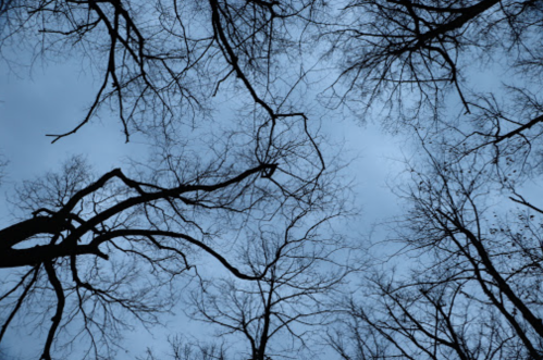 Silhouetted tree branches against a cloudy blue sky, creating a moody, atmospheric scene.