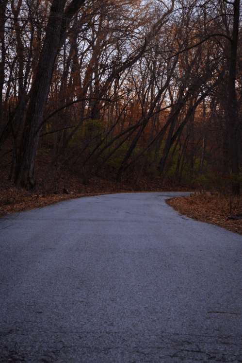 A winding road through a forest with bare trees and autumn foliage, creating a serene, tranquil atmosphere.