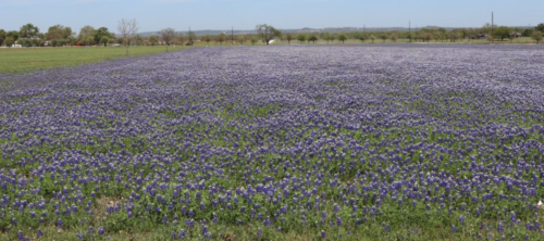 A vast field covered in vibrant purple wildflowers under a clear blue sky.