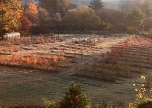 Aerial view of a farm with rows of plants and trees, surrounded by autumn foliage in warm colors.