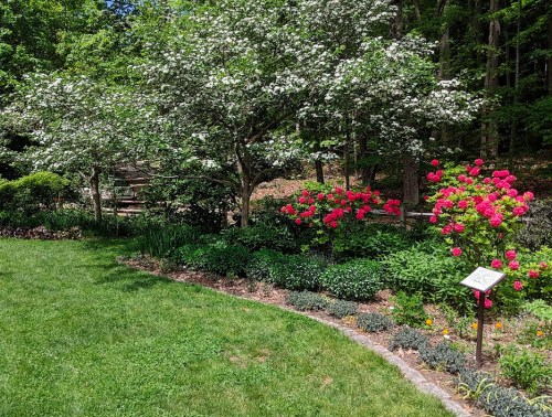 A lush garden featuring blooming pink flowers, green grass, and flowering trees under a clear blue sky.