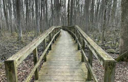A wooden boardwalk leads through a gray, leafless forest, surrounded by bare trees and scattered leaves.