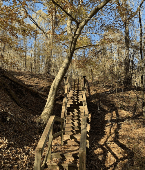 A wooden staircase leads up a forested hill, surrounded by autumn leaves and trees under a clear blue sky.
