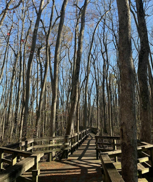 A wooden boardwalk winds through a forest of tall, bare trees under a clear blue sky.