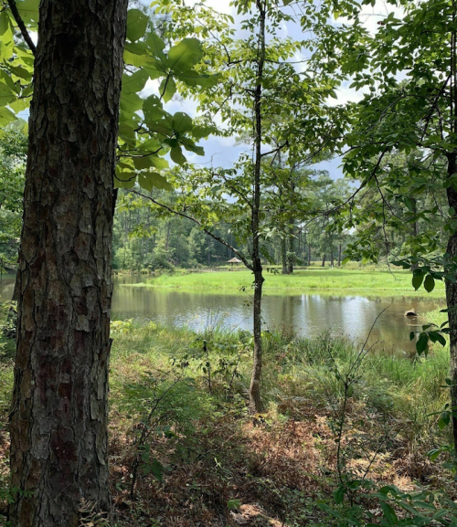 A serene view of a pond surrounded by lush greenery and trees under a partly cloudy sky.
