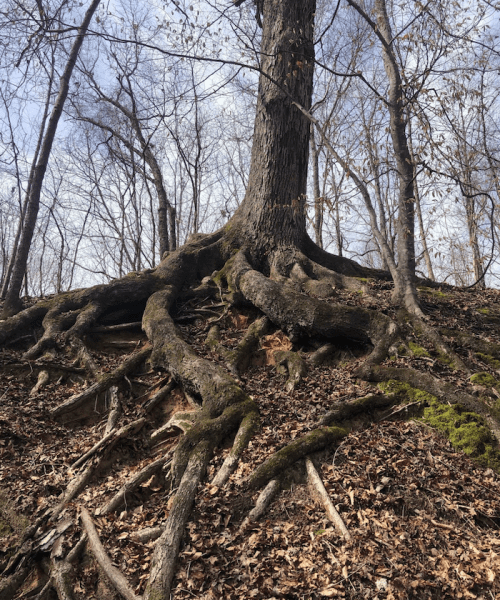 A large tree with exposed roots on a hillside, surrounded by bare trees and fallen leaves.
