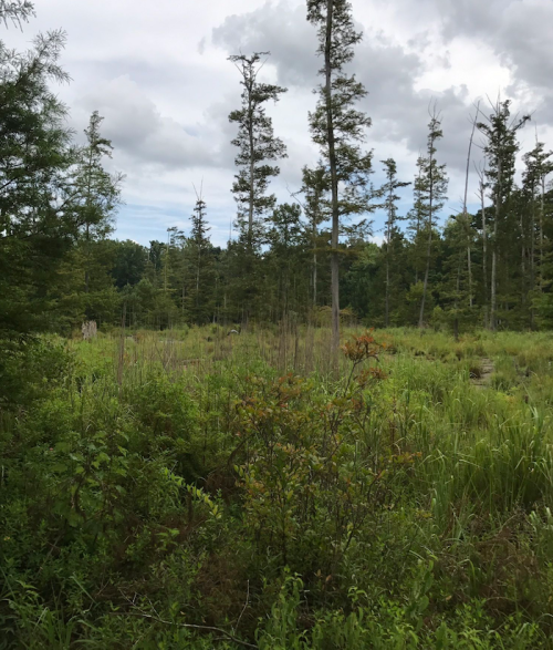 Lush green wetland with tall trees and cloudy sky, showcasing a serene natural landscape.