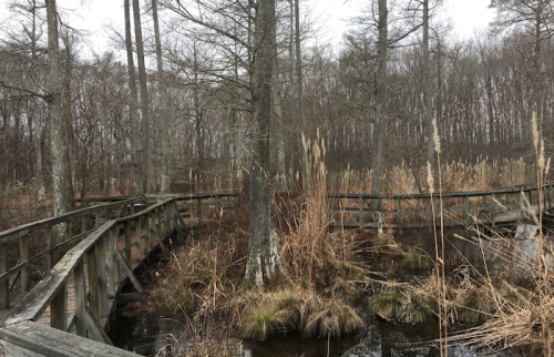 A wooden boardwalk winds through a marshy area with bare trees and tall grasses in a tranquil, overcast setting.