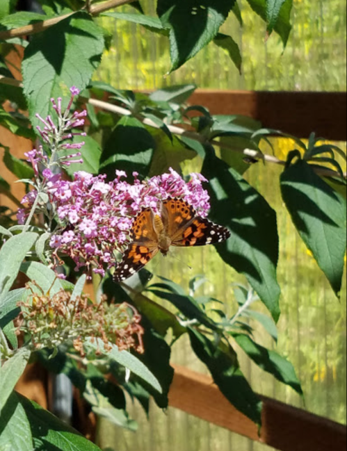 A butterfly with orange and black patterns rests on pink flowers, surrounded by green leaves and a wooden fence.
