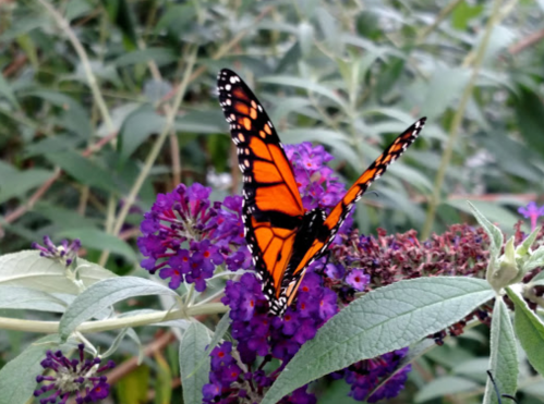 A vibrant orange and black butterfly perched on purple flowers amidst green foliage.