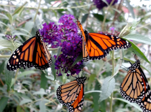 A cluster of orange and black monarch butterflies feeding on purple flowers.