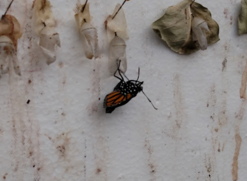 A newly emerged butterfly hangs beside several chrysalises on a white surface.
