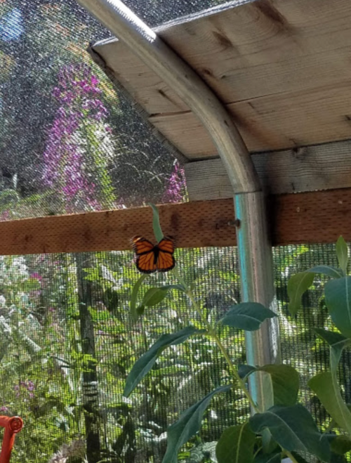 A butterfly rests on a green leaf inside a greenhouse, with vibrant flowers visible in the background.
