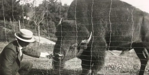 A man in a hat feeds grass to a bison through a wire fence in a historical setting.