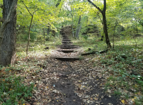 A forest path with wooden steps leading up through trees, surrounded by green foliage and fallen leaves.