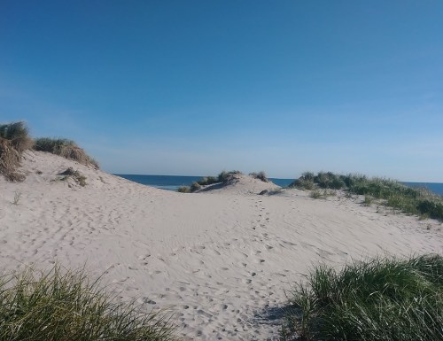 A sandy beach with gentle dunes, grass, and a clear blue sky above the calm ocean in the background.